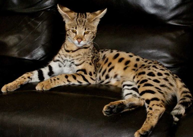 Savannah Cat Breed, The Serval Cat of The Home | Puls Agency