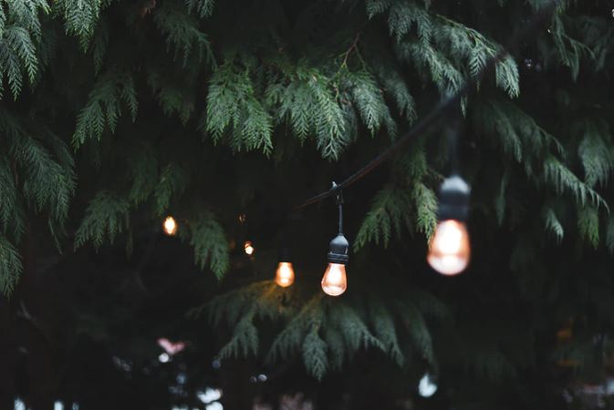 festoon lights hanging by the tree