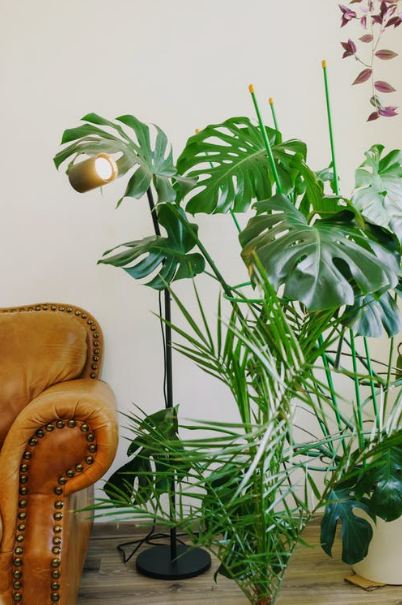 tropical plants in a house