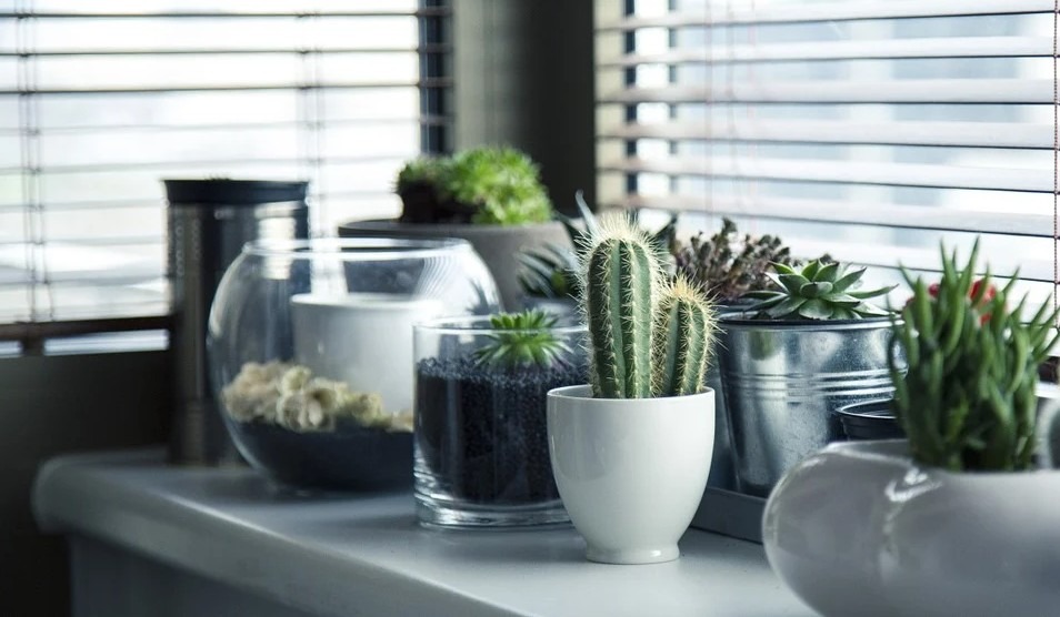 pots-plants-cactus-succulents