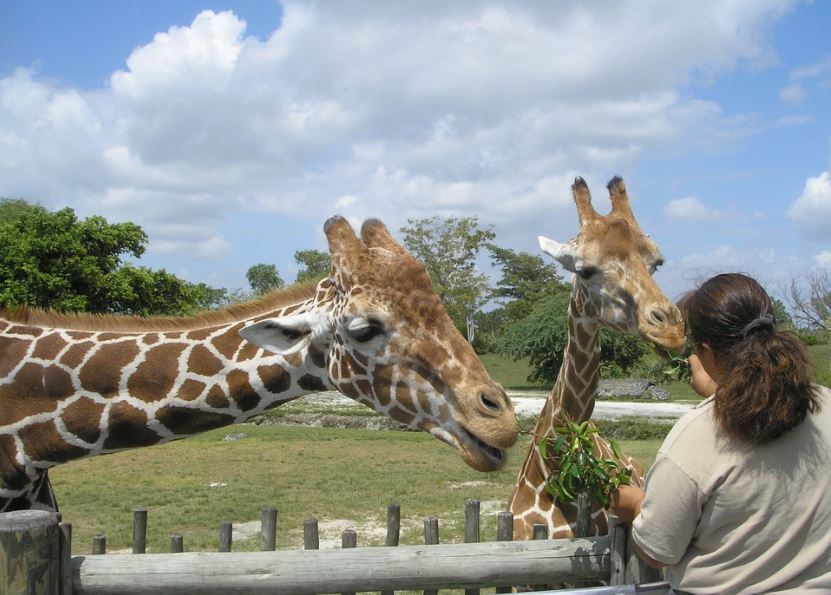 woman feeding the giraffes at Zoo Miami